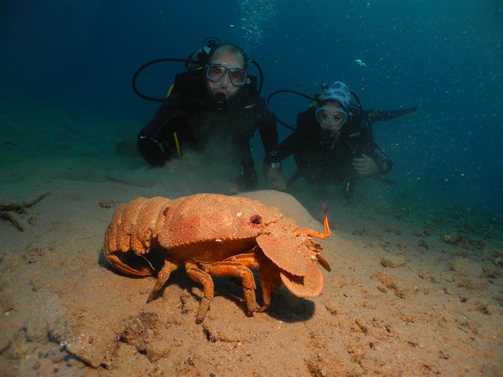 חוויה מדהימה - בואו לצלול ! - 1 חוויה מדהימה - בואו לצלול ! - 1