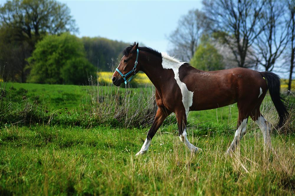 טיול רכיבה רומנטי וארוחה חלבית- באזור הדרום - 1 טיול רכיבה רומנטי וארוחה חלבית- באזור הדרום - 1